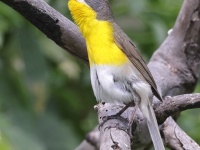 A10A1701Yellow-Breasted_Chat