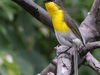 A10A1710Yellow-Breasted_Chat
