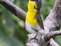A10A1719Yellow-Breasted_Chat