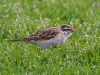 A10A5893Pin-Tailed_Whydah