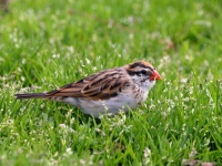 A10A5906Pin-Tailed_Whydah