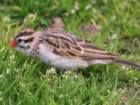 A10A5942Pin-Tailed_Whydah