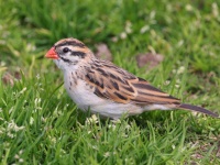A10A5946Pin-Tailed_Whydah