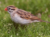 A10A5967Pin-Tailed_Whydah