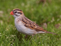 A10A5972Pin-Tailed_Whydah