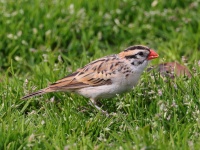 A10A6061Pin-Tailed_Whydah