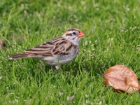 A10A6133Pin-Tailed_Whydah