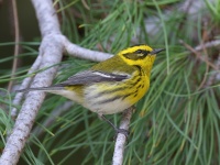 A10A6151Townsends_Warbler