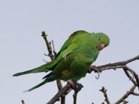 A10A6234Yellow-chevroned_Parakeet