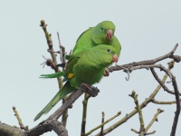 A10A6257Yellow-chevroned_Parakeet