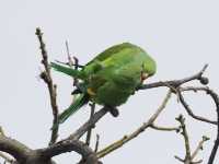 A10A6274Yellow-chevroned_Parakeets_Mating