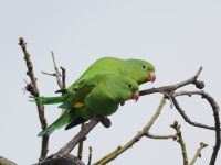 A10A6288Yellow-chevroned_Parakeets_Mating
