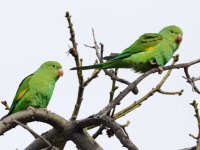 A10A6312Yellow-chevroned_Parakeet