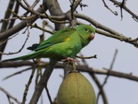 A10A6334Yellow-chevroned_Parakeet