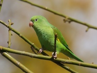 A10A6388Yellow-chevroned_Parakeet