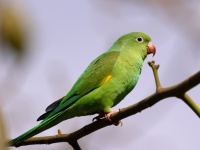 A10A6413Yellow-chevroned_Parakeet