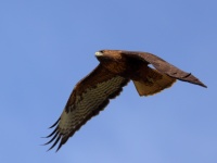 A10A6433Red-Tailed_Hawk