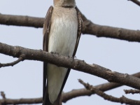 A10A6452Northern_Roughed-winged_Swallow