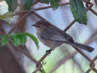 A10A6475Bushtit