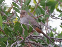 A10A6498California_Towhee