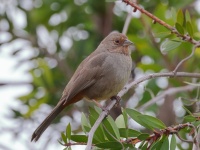 A10A6511California_Towhee