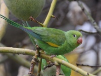 A10A6589Yellow-chevroned_Parakeet