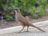 A10A6623California_Thrasher