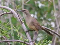 A10A6635California_Thrasher