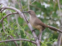 A10A6645California_Thrasher