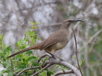 A10A6661California_Thrasher