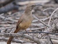 A10A6681California_Thrasher