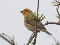 A10A6732Purple_Finch_Western