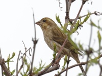 A10A6738Purple_Finch_Western