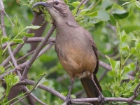 A10A6761California_Thrasher