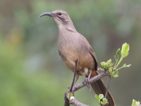 A10A6768California_Thrasher