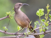 A10A6788California_Thrasher