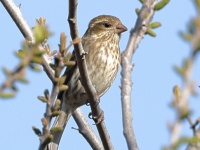 A10A6858Purple_Finch_Western