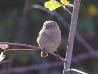 A10A6868Bushtit