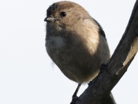 A10A6894Bushtit