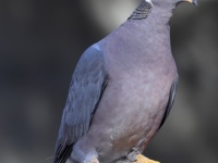 A10A6942Band-tailed_Pigeon