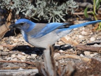 A10A6953California_Scrub-Jay