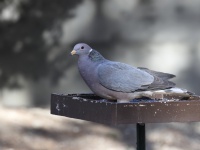 A10A6966Band-tailed_Pigeon