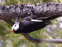 A10A7048White-headed_Woodpecker