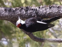 A10A7051White-headed_Woodpecker