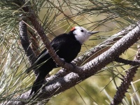 A10A7066White-headed_Woodpecker