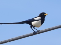 A10A7095Yellow-billed_Magpie