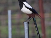 A10A7129Yellow-billed_Magpie