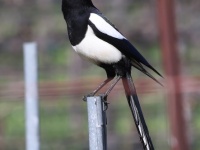 A10A7132Yellow-billed_Magpie