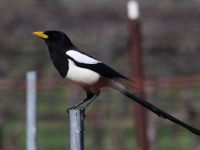 A10A7137Yellow-billed_Magpie