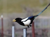 A10A7154Yellow-billed_Magpie